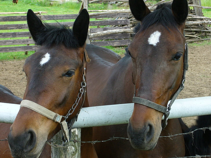 horse, horses, animal, brown