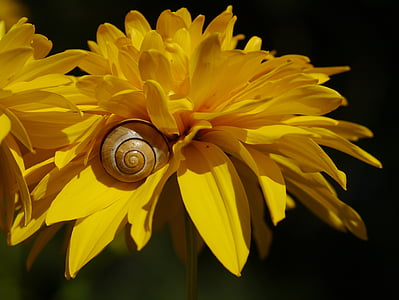 flower, snail, yellow, shell, garden, nature, close-up