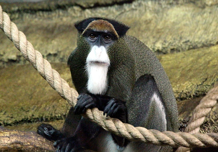 πίθηκος του de brazza, ΣΚΙΟΥΡΟΠΙΘΗΚΟΣ, cercopithecus neglectus, μαϊμού, υπεροχή, Ζωολογικός Κήπος, Προβολή