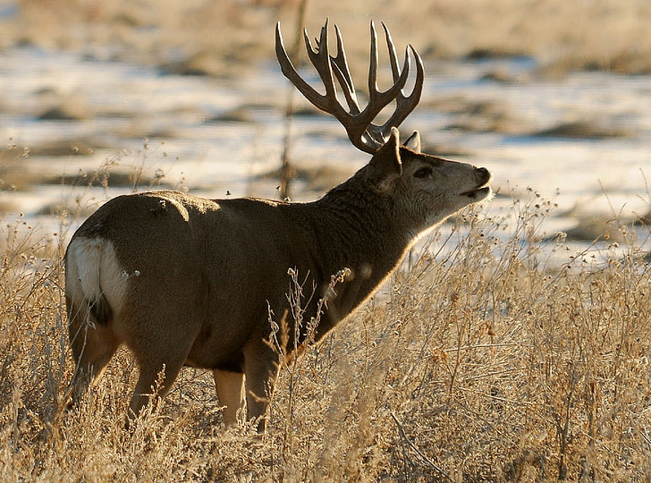 deer, buck, antlers, wildlife, nature, male, outdoors