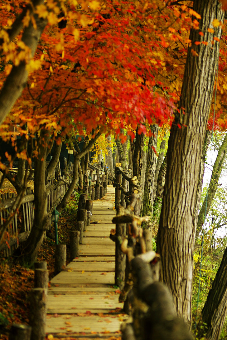 nami, autumn, autumn leaves, wood, pathway, nature