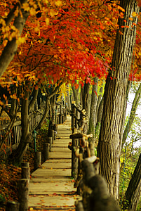 Nami, efterår, efterårsblade, træ, pathway, natur