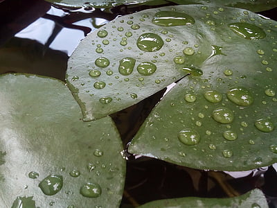 lotosový list, kapky vody, voda na lotosovém listu, zelená, podzimní listí, Příroda, závod