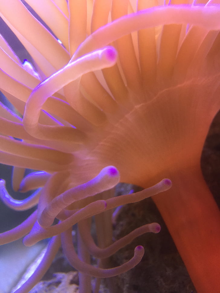 anemone, cá, nước mặn, động vật, tôi à?, dưới nước, động vật hoang dã
