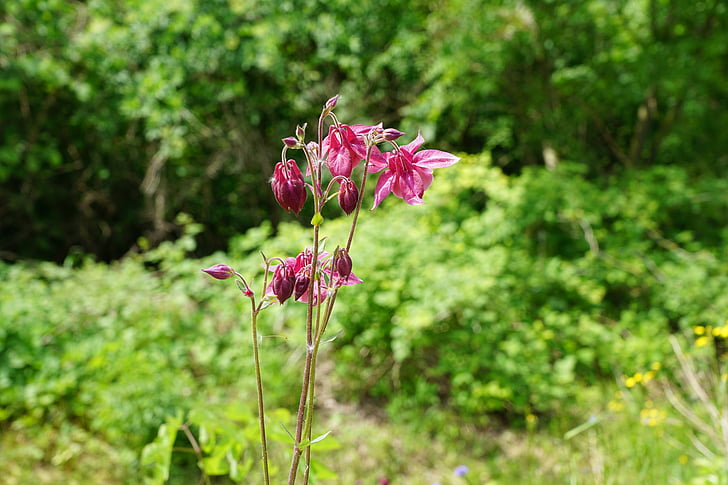 Bellflower, Natura, zielony
