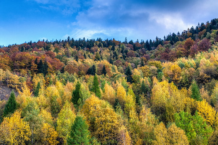 zelená, žlutá, stromy, Foto, Délka dne, Highland, Hora