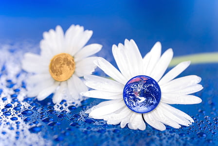 Terre, Lune, fleur, Daisy, bleu, eau, gouttelette