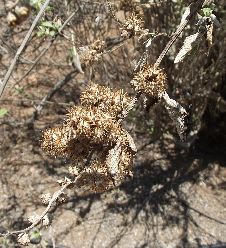 chenopodiifolia Ambrosi, bursage de San diego, ambrósia de broca de San diego, Flora, planta, macro, espinhosa