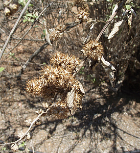 ambrosi chenopodiifolia, San diego bursage, San diego bur ragweed, Flora, taim, Makro, kipitav