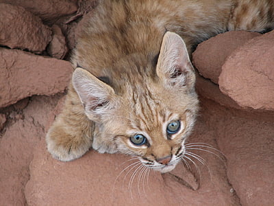 Baby bobcat, portrét, Lynx, voľne žijúcich živočíchov, Príroda, mladý, kožušiny