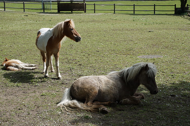 foal, horse, young, animal