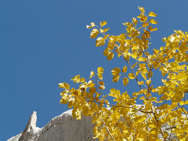 Valle delle Rose, Cappadocia, roccia tufacea, roccia, autunno, colorato, foglie