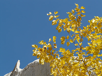 Vallée des roses, Cappadoce, tuf, Rock, automne, coloré, feuilles
