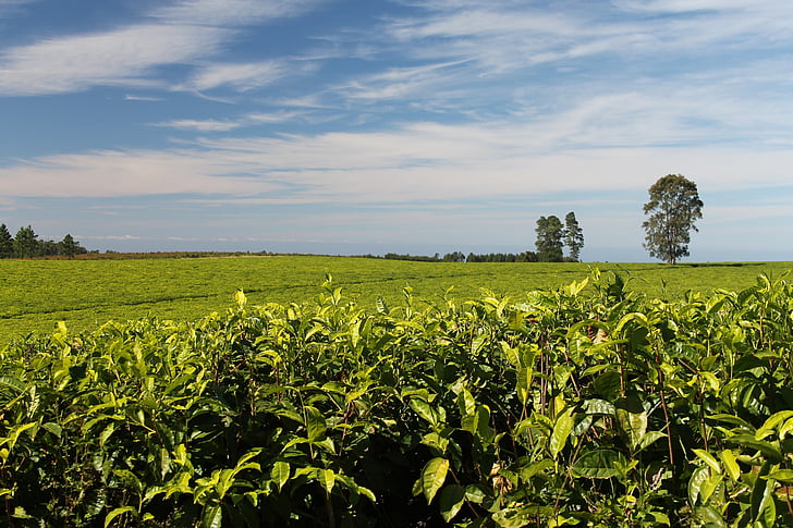 чай, плантации, зелень, Выращивание, Флора, сельскохозяйственные культуры, растительность