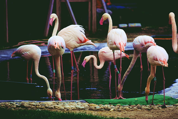 животните, Фламинго, розово, животните теми, розов цвят, птица, няма хора