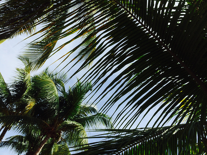 Palm, árvore, Caribe