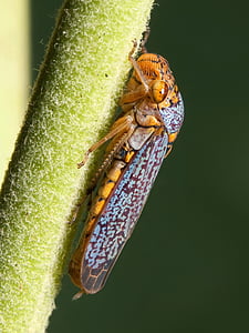 Cykada, zwergzikaden, oncometopia orbona, Cykada mała, jassidae, Cicadellidae, owad