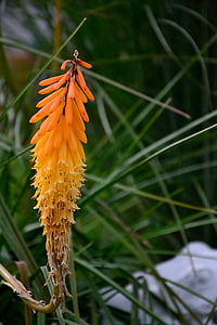 Aloe, fleur, orange, famille de l’Asphodèle, asphodeloideae, Blossom, Bloom