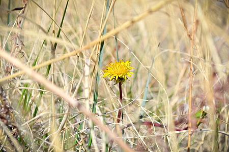 květ, Colorado, žlutá, Příroda, závod, květ, jaro
