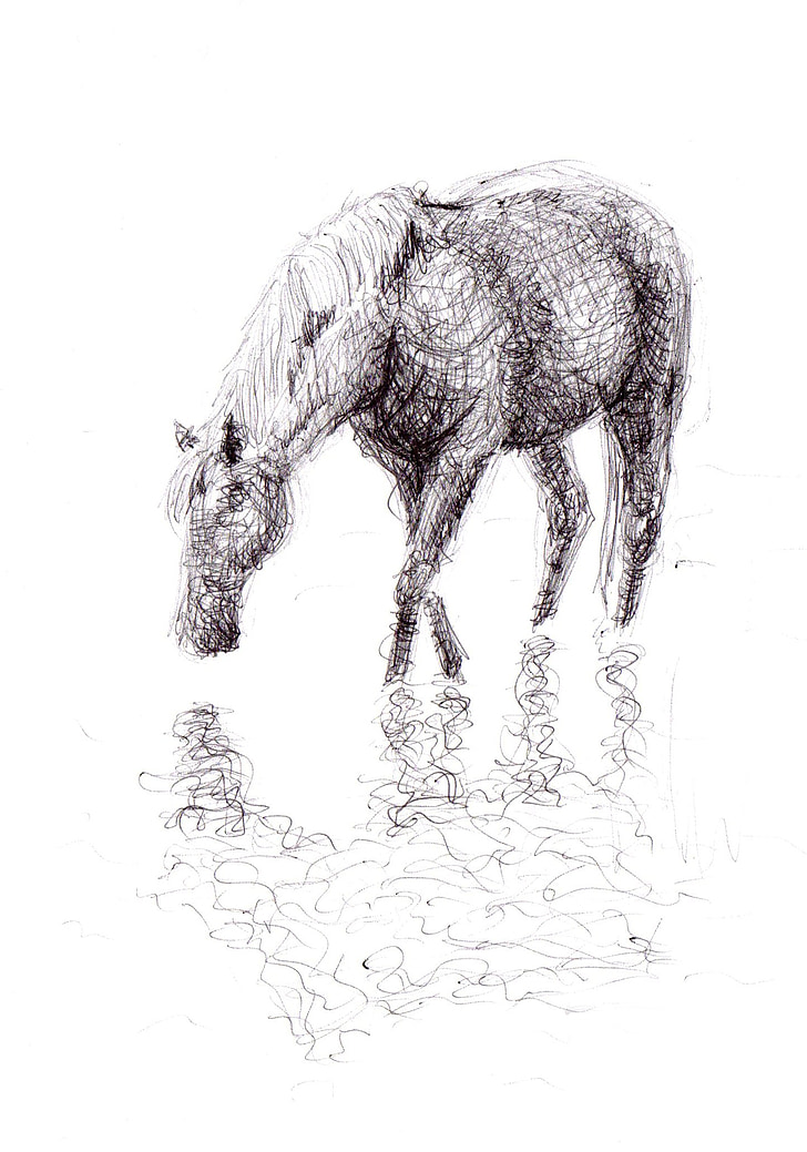 hest, tegning, pen, kunst, illustrationer