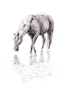 Pferd, Zeichnung, Stift, Kunst, Kunstwerk