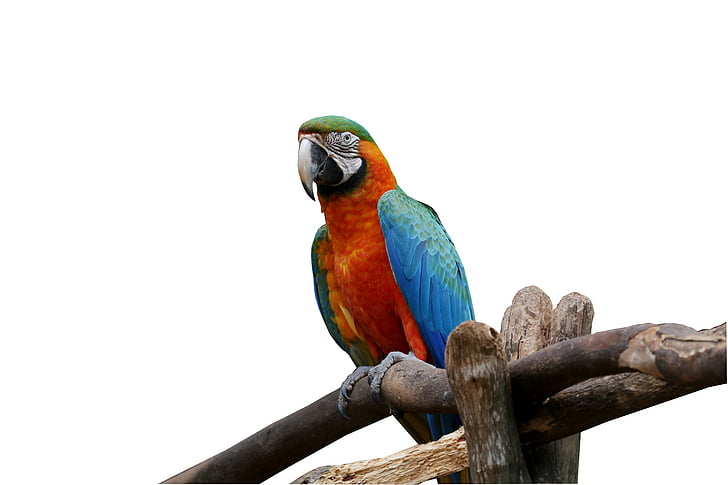 Arara na bílém pozadí, pták, barevné, Arara canindé