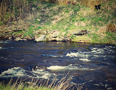 Râul, apa, natura, vultur, care curge, bazin hidrografic, curent