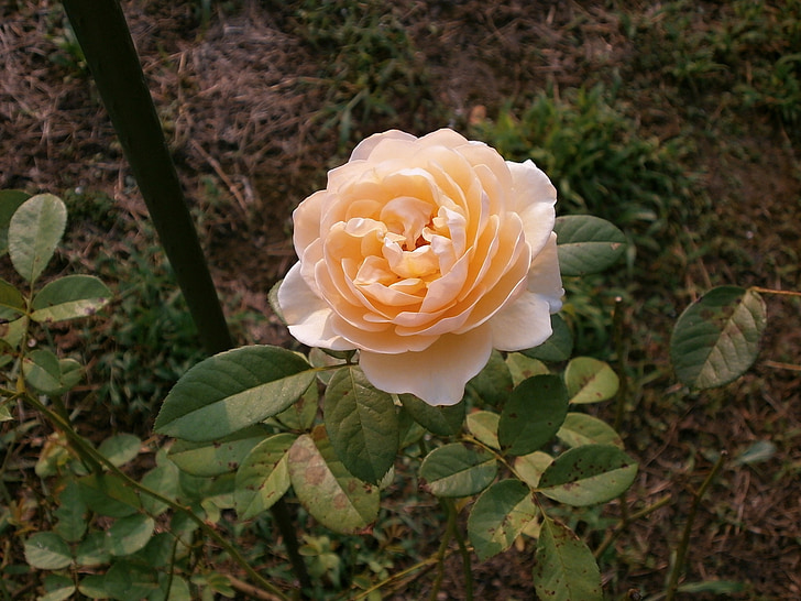Роза, кремав цвят, розова градина, природата, Роза - цвете, венчелистче, цвете