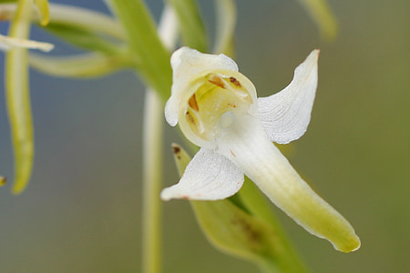 jacinto branco de madeira, flor, flor, flor selvagem, orquídea selvagem