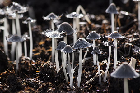 mushrooms, mushroom, back light, grey, white, nature, fungus