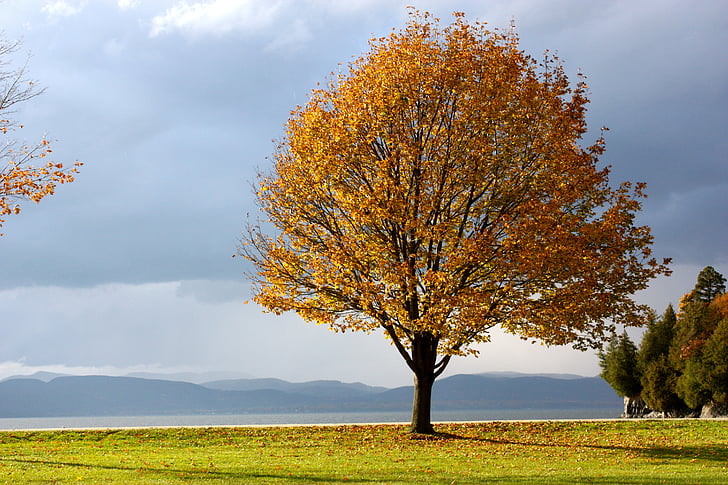 padec, jeseni, drevo, listi, padec barve, nebo, oblaki