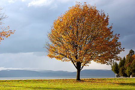 falder, efterår, træ, blade, efterårsfarver, Sky, skyer