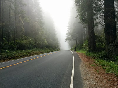 asphalt, drive, fog, foggy, foliage, forest, highway