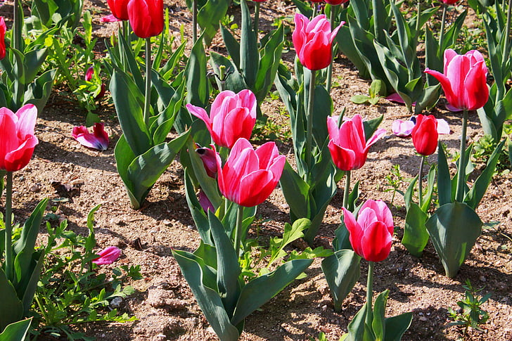 Tulip, fleurs, jardin fleuri, plantes, belle, nature, paysage