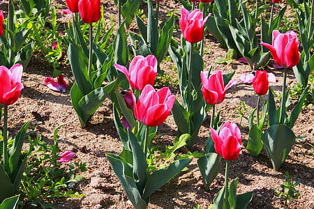 Tulip, flores, jardín de flores, plantas, hermosa, naturaleza, paisaje
