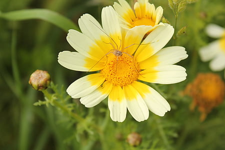 玉米万寿菊, coleostephus myconis, 花, salento, 白色, 黄色, 植物区系