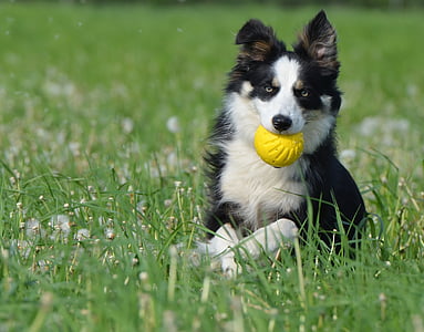 border collie, dog with ball, apport, running dog, young dog, play, british sheepdog