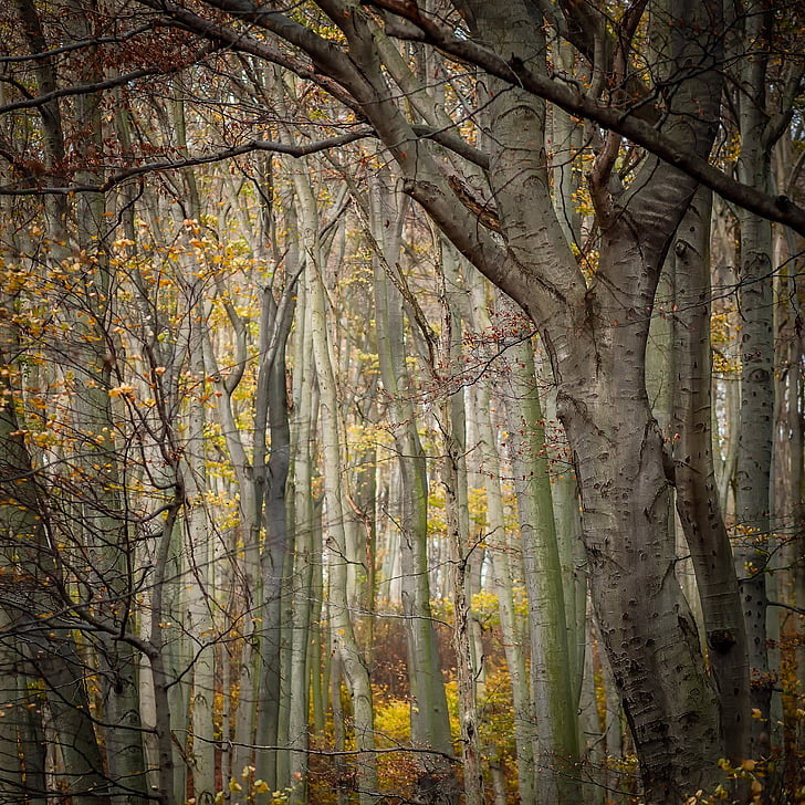textúra, Forest, stromy, pozadie, Príroda, jeseň, drevo