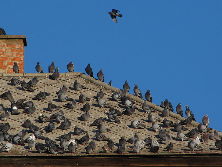 pigeons et tourterelles, oiseaux, sur le toit, Pigeon, oiseau
