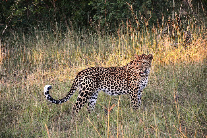 Leopard, Żbik, Kot, Safari, Republika Południowej Afryki, Afryka, zwierzęta z Safari
