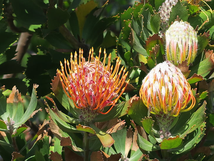 Protea, blomst, Sør-Afrika, Cape town, Botanisk hage, Kirstenbosch