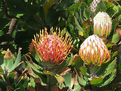 Protea, flor, África do Sul, cidade do cabo, jardim botânico, Kirstenbosch
