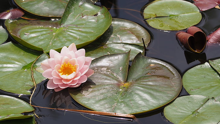 Lotus-Blume, Lily pad, Lilie, Lotus, Blume, See, Blatt