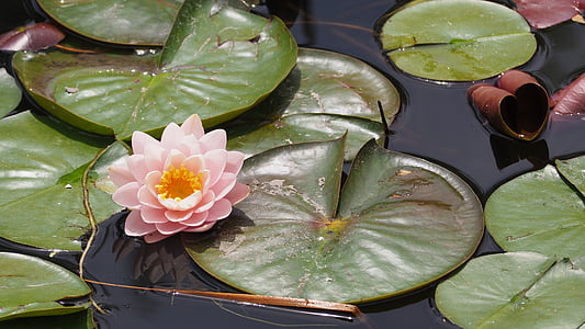 lotusblomst, Lily pad, Lily, Lotus, blomst, Lake, blad