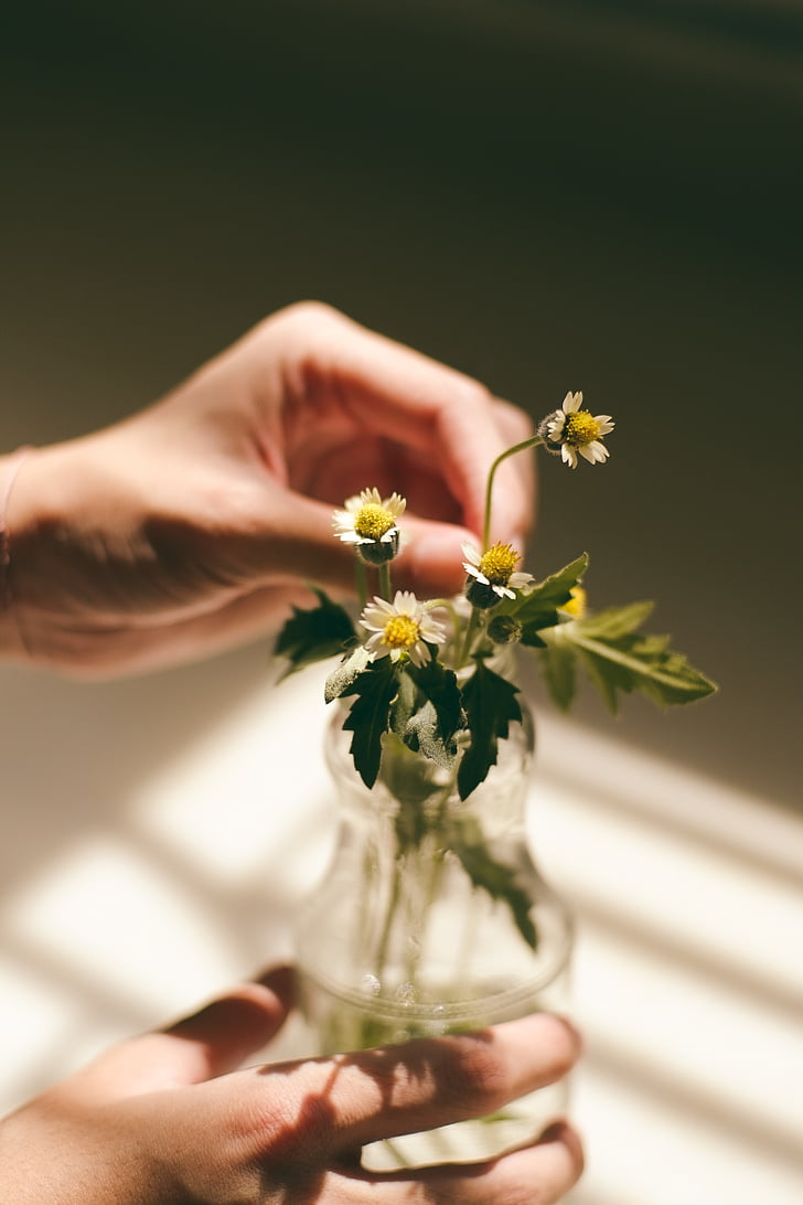 macro, photography, white, petaled, flower, flowers, hand