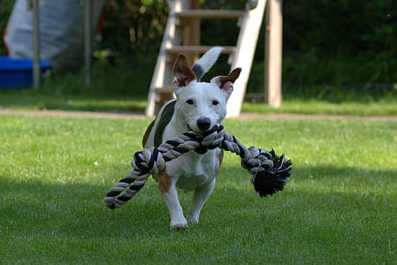 Terrier, Jack russell, retrato animal, animal de estimação, cão, cão de caça, cão pequeno