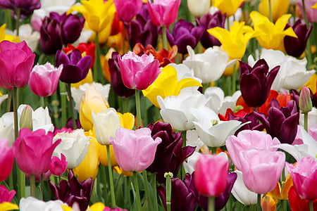 tulips, tulip field, blossomed, tulip fields, tulpenbluete, spring, flower