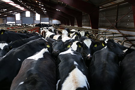 krávy, zemědělství, život na venkově, nížinný boty, černá a bílá, Jalovice, mléko