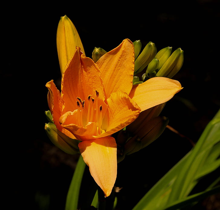 оранжев daylily, многогодишни, цвете, Блосъм, Блум, листенца, пъпки