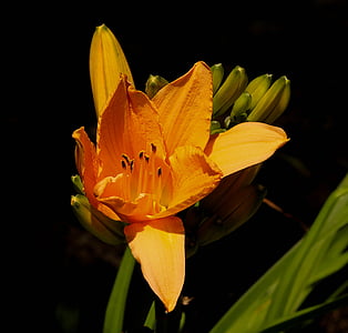 narančasta daylily, višegodišnji, cvijet, cvijet, cvatu, latice, pupoljci